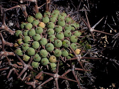 Euphorbia stellispina