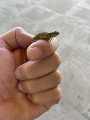 Sceloporus subniger