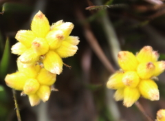Conostylis candicans