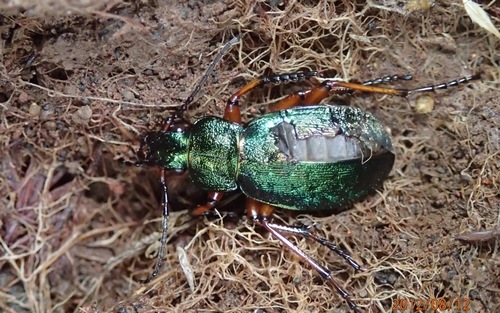 Carabus truncaticollis photo 3