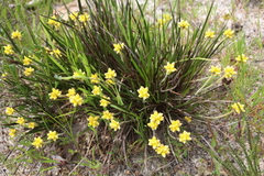 Conostylis candicans