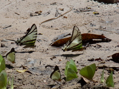 Protesilaus telesilaus