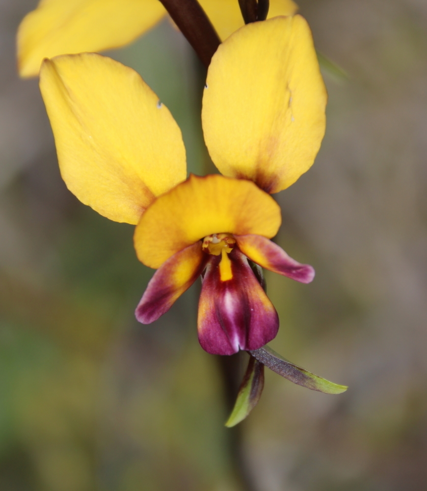 large pansy orchid