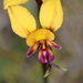 Large Pansy Orchid - Photo (c) tangatawhenua, some rights reserved (CC BY-NC), uploaded by tangatawhenua