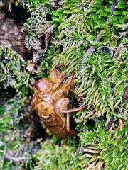 Cicadidae