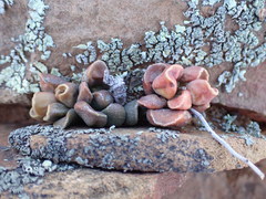 Adromischus marianiae