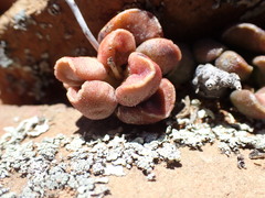 Adromischus marianiae