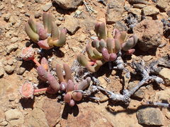 Cephalophyllum curtophyllum