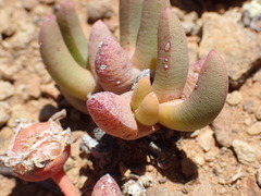 Cephalophyllum curtophyllum