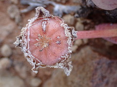 Cephalophyllum curtophyllum