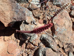 Crassula alpestris
