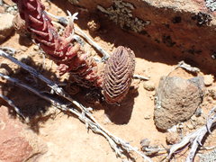 Crassula alpestris