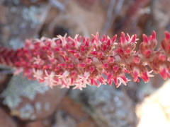 Crassula alpestris