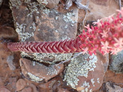 Crassula alpestris