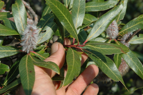 Image of Faurea galpinii by no rights reserved