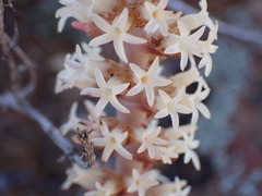 Crassula alpestris