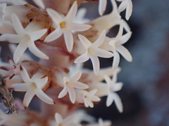Crassula alpestris