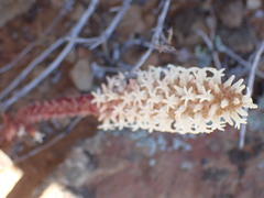 Crassula alpestris