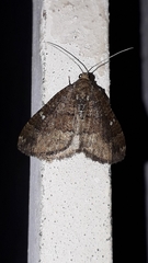 Larentia malvata