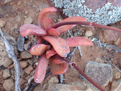 Crassula clavata