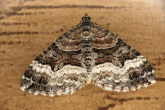 Xanthorhoe biriviata