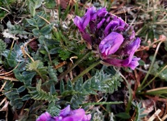 Oxytropis bracteata