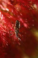 Trachylestes turneri