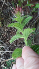 Acalypha caperonioides