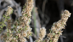 Brickellia laciniata