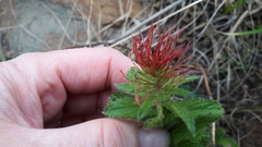 Acalypha caperonioides