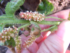 Acalypha caperonioides