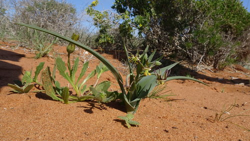 Image of Ornithoglossum viride by (c) Paul Emms, some rights reserved (CC BY-SA)
