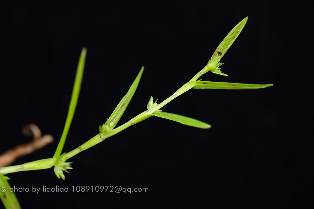 Diplacrum_caricinum_inflorescence_2