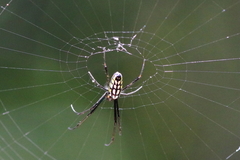 Leucauge tessellata