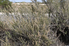 Brickellia laciniata