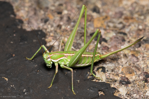 Eremopedes bilineatus (Thomas, 1875)