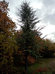 Cedrus atlantica
