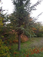 Cedrus atlantica