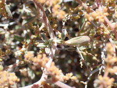 Aizoon sarcophyllum