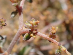 Aizoon sarcophyllum