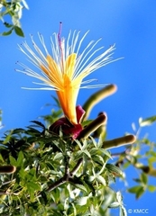 Adansonia rubrostipa