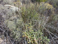 Pseudoschoenus inanis