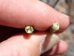 Pseudoschoenus inanis