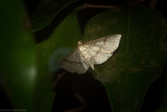 Addaea subtessellata