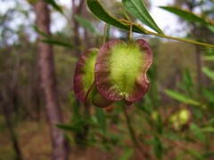 Dodonaea lanceolata