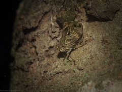 Cotylana angustifrons