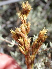 Pseudoschoenus inanis