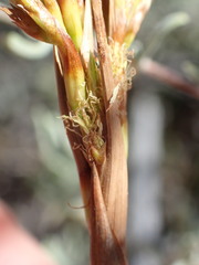 Pseudoschoenus inanis