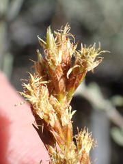 Pseudoschoenus inanis