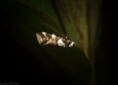 Coesyra hemiphragma